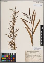 Foto von Salix exigua subsp. interior (Rowlee) Cronquist